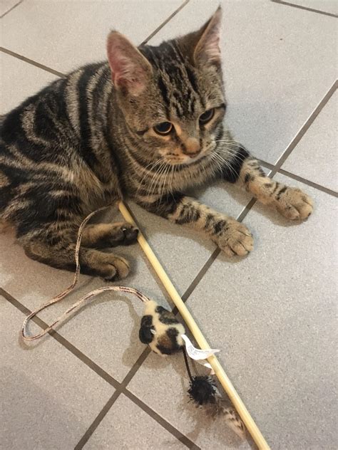 Found Cat Un Neutered Male Tabby Young About 6months Old In S20