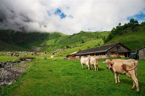Cows Switzerland Canton Of Glarus Glarus Alp Oberblegisee Glarus