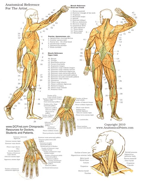 Free Acupuncture Charts