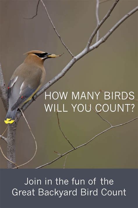 A Bird Sitting On Top Of A Tree Branch With The Words How Many Birds