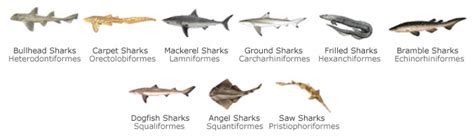 Class Chondrichthyes Sharks Rays Chimaeras The Cartilaginous Fishes