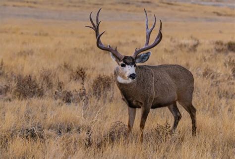The Largest Mule Deer Ever Caught In Washington Was A Mountain Monarch