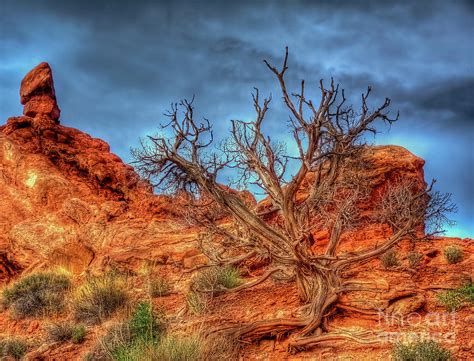 Hdr Tree Utah Photograph By Russell Smith Fine Art America