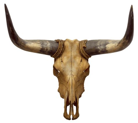 Longhorn Clipart Animal Skull Longhorn Animal Skull Transparent Free