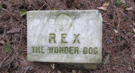 The Final Resting Places Of 7 Famous Dogs Famous Dogs Dog Grave