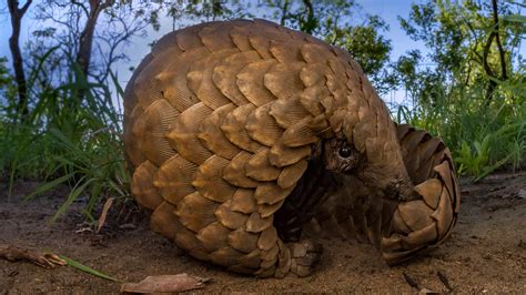 The pangolin mask is designed around three features: Pangolin Day - Bing Wallpaper Download