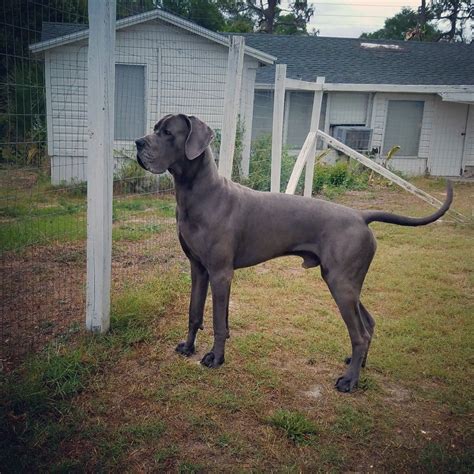 Blue Great Dane