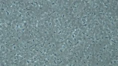 E Coli Bacteria Microscopy Stock Video Clip K0069588 Science