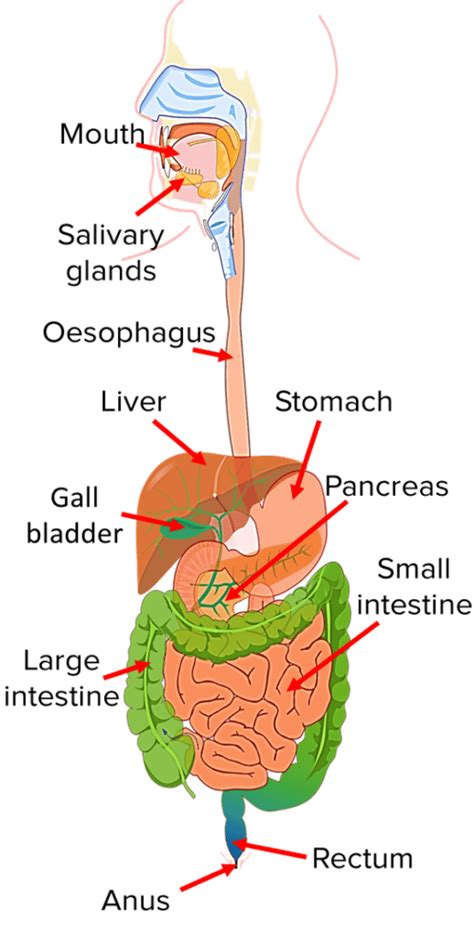 Digestive System Questions And Revision Mme
