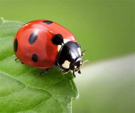 Ladybug Facts For Kids Archives Easy Science For Kids