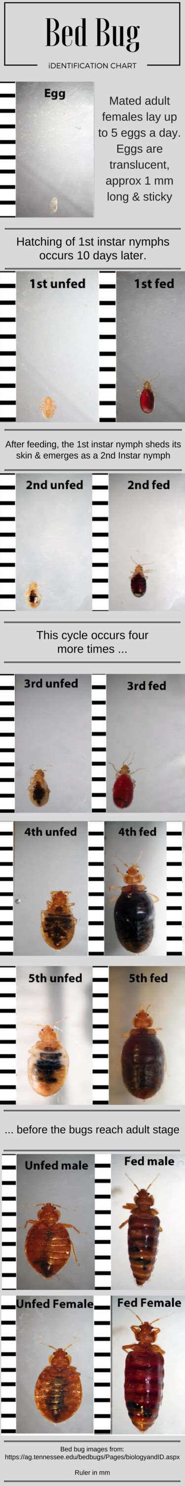 Bed Bug Identification Chart Use This Chart To Identify Male And