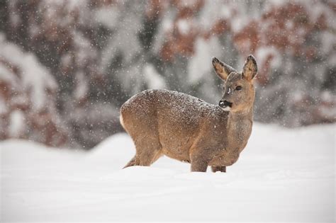 Premium Photo Roe Deer Capreolus Capreolus In Deep Snow In Winter