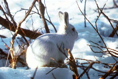 Liebre ártica O Lepus Arcticus Características Hábitat Y Alimentación