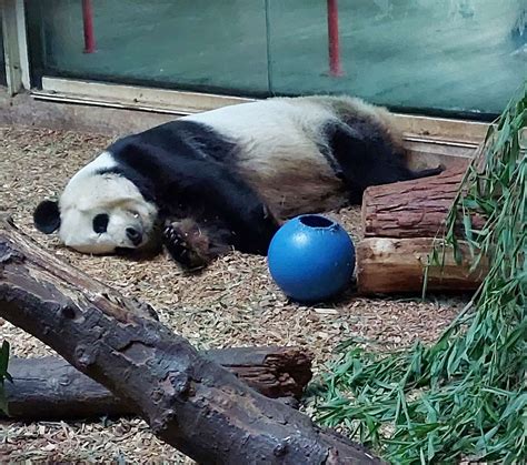 Panda Updates Monday August 1 Zoo Atlanta