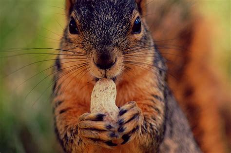 Nut Eating Squirrel Photograph By Daniel Martinez Fine Art America