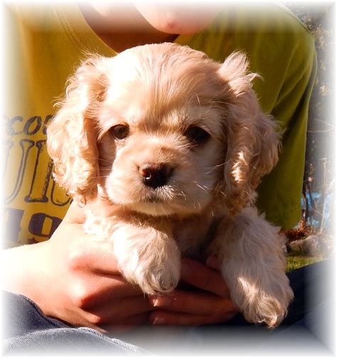 Born on october 24th the puppies are 4 months old. American Cocker Spaniel Puppies for Sale! - Peterborough ...