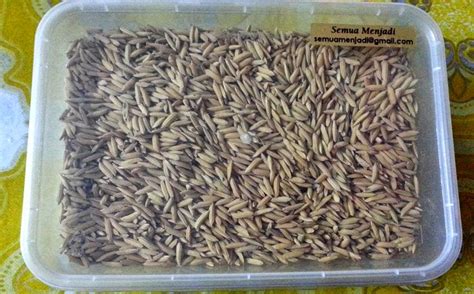 Cari barangan untuk dijual, di jual atau bidaan dari penjual/pembekal kita. Jualan Benih Tanaman Semua Menjadi: BENIH PADI untuk DiJUAL