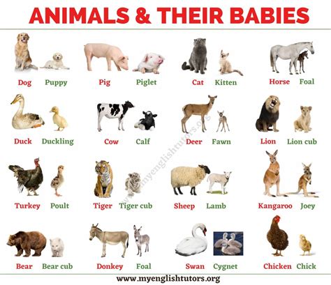 Baby Animals List Of Common Animals And Their Young Babies My