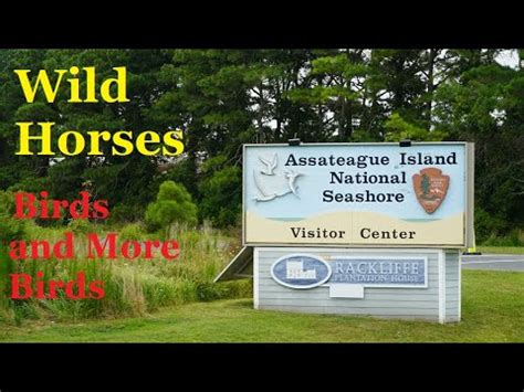 Assateague Island State Park Maryland Youtube