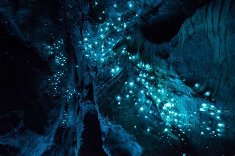 Wmb室長 On Twitter ニュージーランド ワイトモ ワイトモ グローワーム洞窟 ウミホタル（甲殻類） 夜光虫（プランクトン）