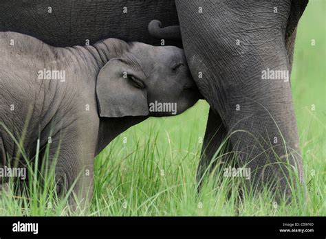 Elephant And Its Cub Hi Res Stock Photography And Images Alamy