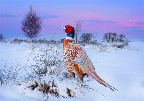 Snowy Pheasant A Winter Pheasant On Balfron Golf Course S Flickr