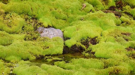 Green Moss In Iceland Stock Image Image Of Moss Realy 48035527