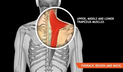 The most common cause of upper back pain are poor posture and strain from repetitive activities in a certain position putting stresses and strains on the joints, muscles and ligaments in the upper spine. Thoracic strain/sprain