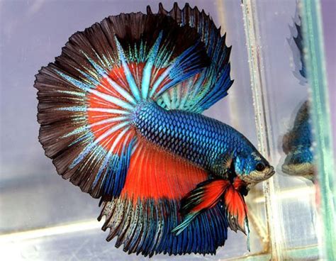 Most Beautiful Betta Fish In The World Below Are Some Intriguing