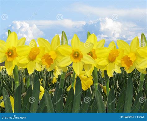 Yellow Daffodil Field With Sunny Blue Sky And Clouds Stock Photo