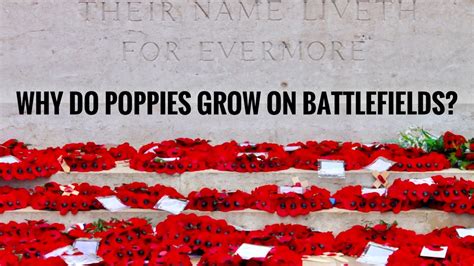 Why Do Poppies Grow On Battlefields The Science Behind Flanders Fields