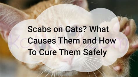 Miliary Dermatitis Cat Contagious Uploadfuture