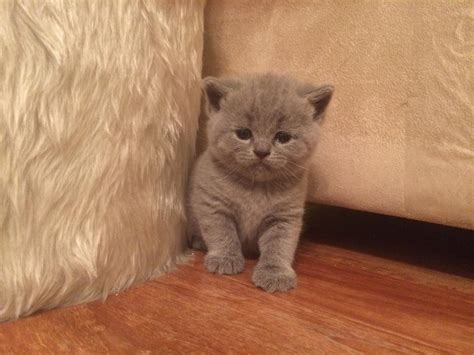 British Shorthair Cats For Sale Fort Worth Tx 262819