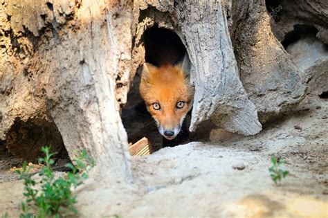 Young Red Fox Hiding In Tree Stump Den — Stock Photo © Nataliiamelnyc