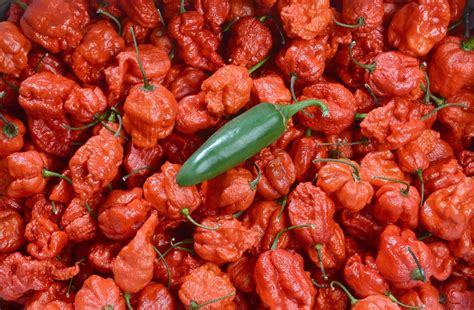How To Survive Eating A Carolina Reaper The Worlds Hottest Pepper