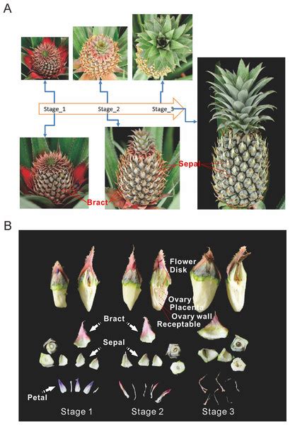 Comprehensive Tissue Specific Transcriptome Profiling Of Pineapple