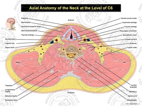 Ct Neck Axial Anatomy Anatomy Of The Neck Radiology S