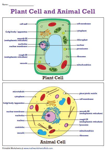Animal cell simple diagram labeled. Plant Cell Diagram | Animal Cell Diagram | Plant and ...