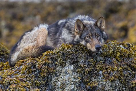 Coastal Wolf Perro Lobo Fotos De Lobo Perros Salvajes