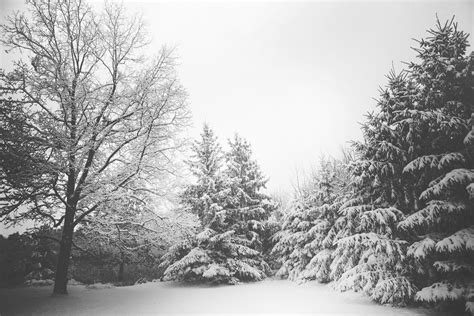 Snow Covered Trees · Free Stock Photo