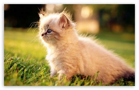 White Persian Kitten Outdoors Ultra Hd Desktop Background
