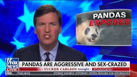 Tucker Carlsons Sex Crazed Pandas Know Your Meme