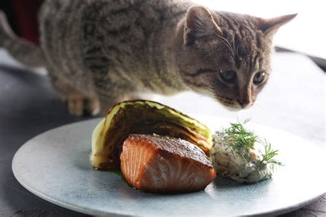 Salmon oil is typically recommended. Can Pet Cats Eat Salmon Healthy and Safely? | AmericaVoted ...