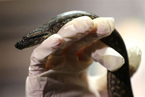 Virgin Anaconda Birth At New England Aquarium All Female Snake Exhibit