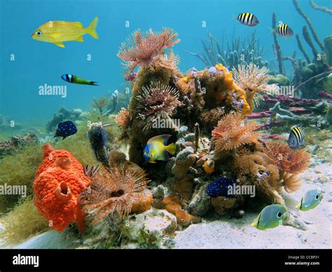 Colorful Underwater Marine Life With Tropical Fish And Feather Duster
