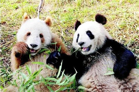 Brown Panda Chizai Was Found In Shaanxi Pandas Say