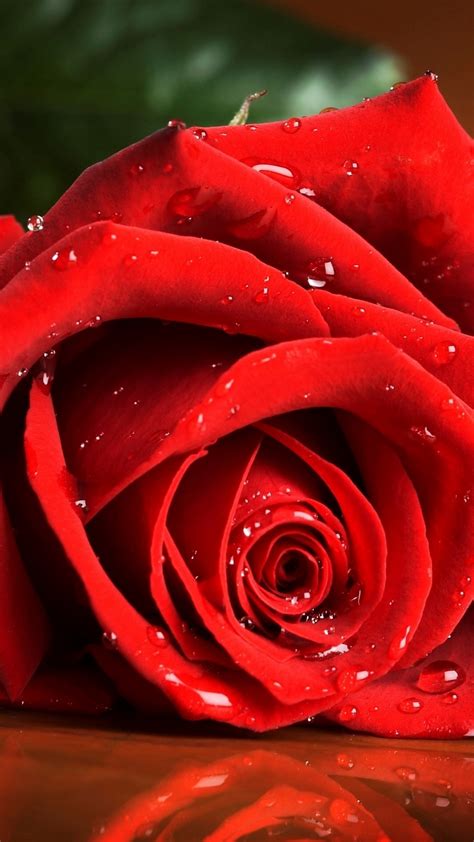Rose Wallpaper Red Rose Drops Rose 76464 1080x1920 Supportive Guru