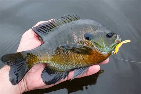 How To Catch Bluegill Tips And Tricks From The Captain Fish Investigator
