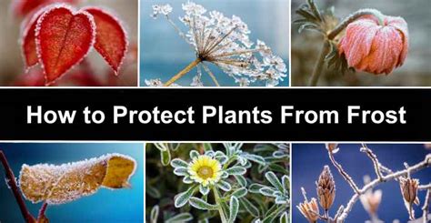 protect plants  frost    cover plants  frost