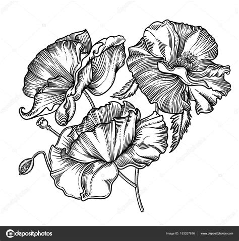 Pictures Detailed Flowers Vector Illustration Of Flowersdetailed